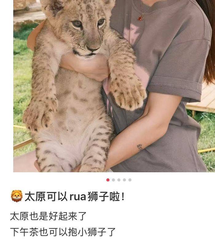 山西一饭店推千元下午茶可与非洲狮互动，当地林草局回应