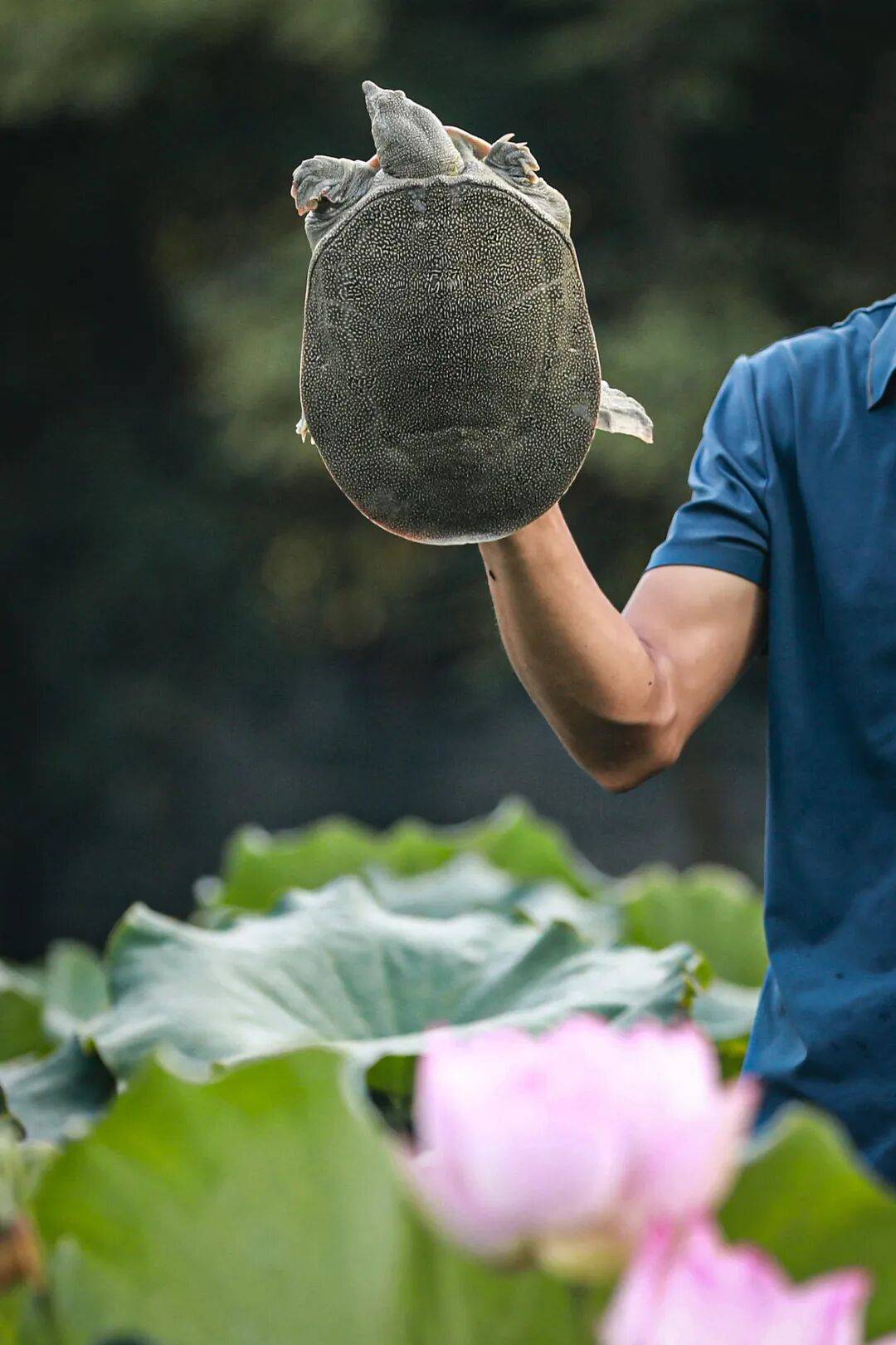 这种丑到爆的鱼,为啥成了武汉人吃宵夜的顶配?