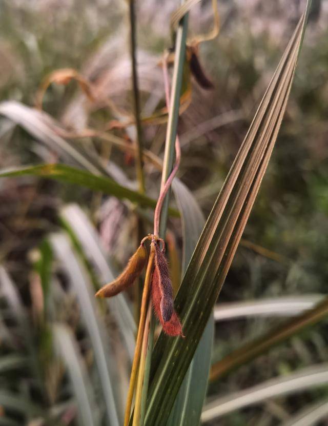 青岛再添野生大豆踪迹！南辛安河公园现群落生长，专家提醒“价值珍贵需保护”