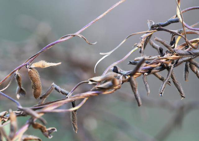 青岛再添野生大豆踪迹！南辛安河公园现群落生长，专家提醒“价值珍贵需保护”