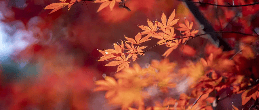 错过再等一年！郑州周边赏红叶的5个好去处推荐！