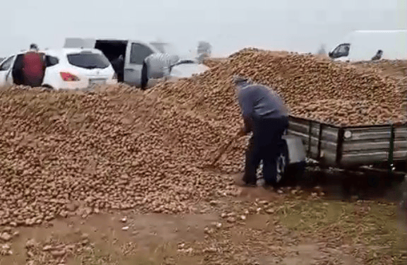 波兰68岁农民收获的150吨土豆被一夜搬空, 只因帖子遭篡改