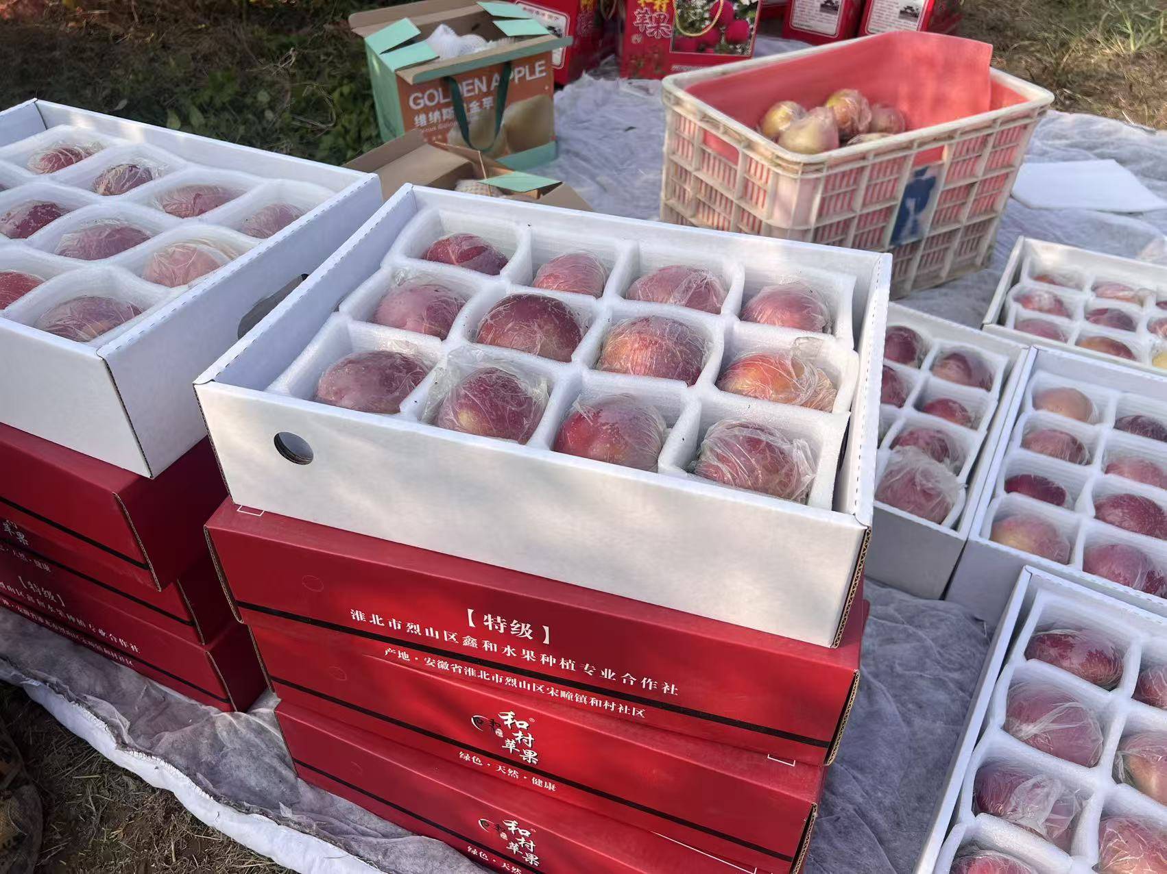 “淮北为啥不种橘子？”果农：因为我们有更甜的王牌