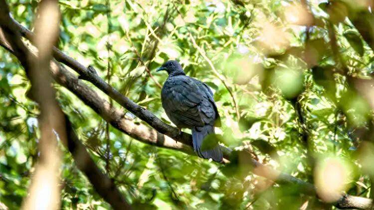 百年罕见！首次在上海被目击，有人专门从北京“打飞的”赶来