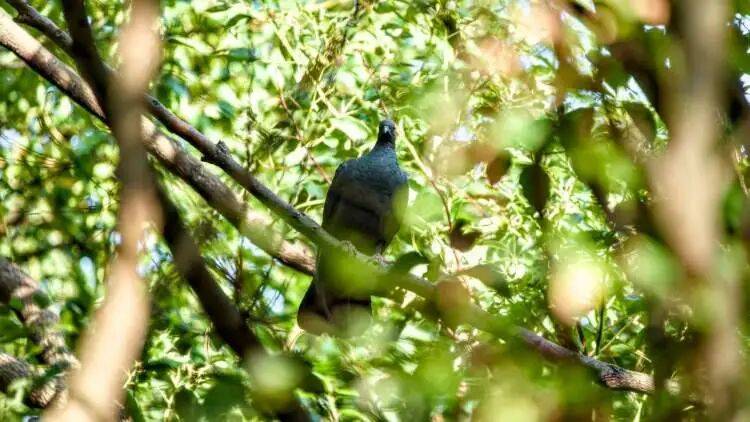 百年罕见!首次在上海被目击,有人专门从北京“打飞的”赶来