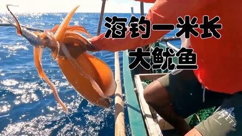 鱿鱼币(鱿鱼币价格最新行情走势)