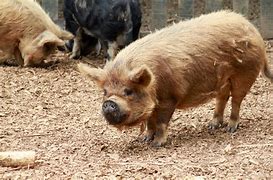 PIG币(pig币最新动态)