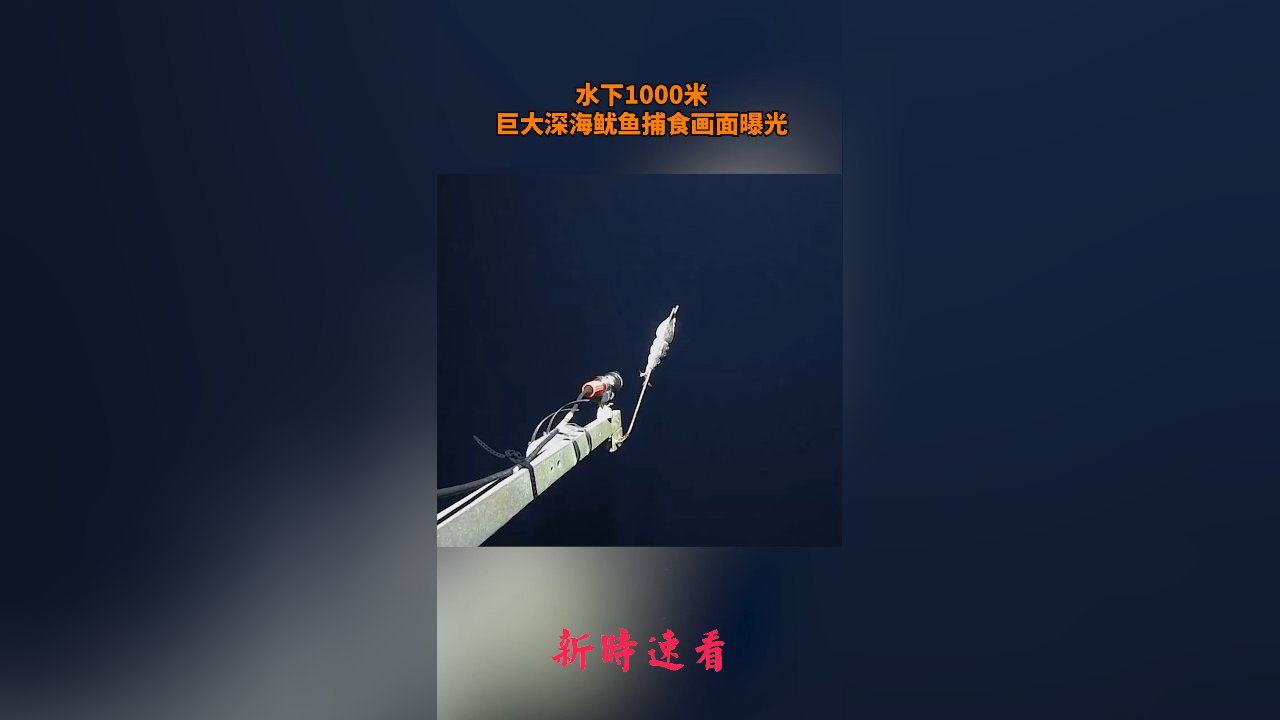 鱿鱼币(鱿鱼币最高价格)